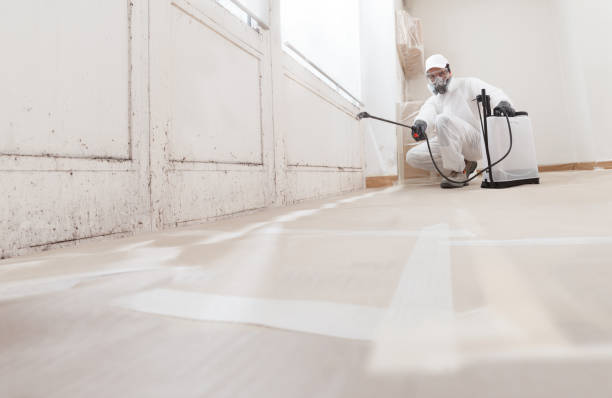 Black mold remediation team in Melrose